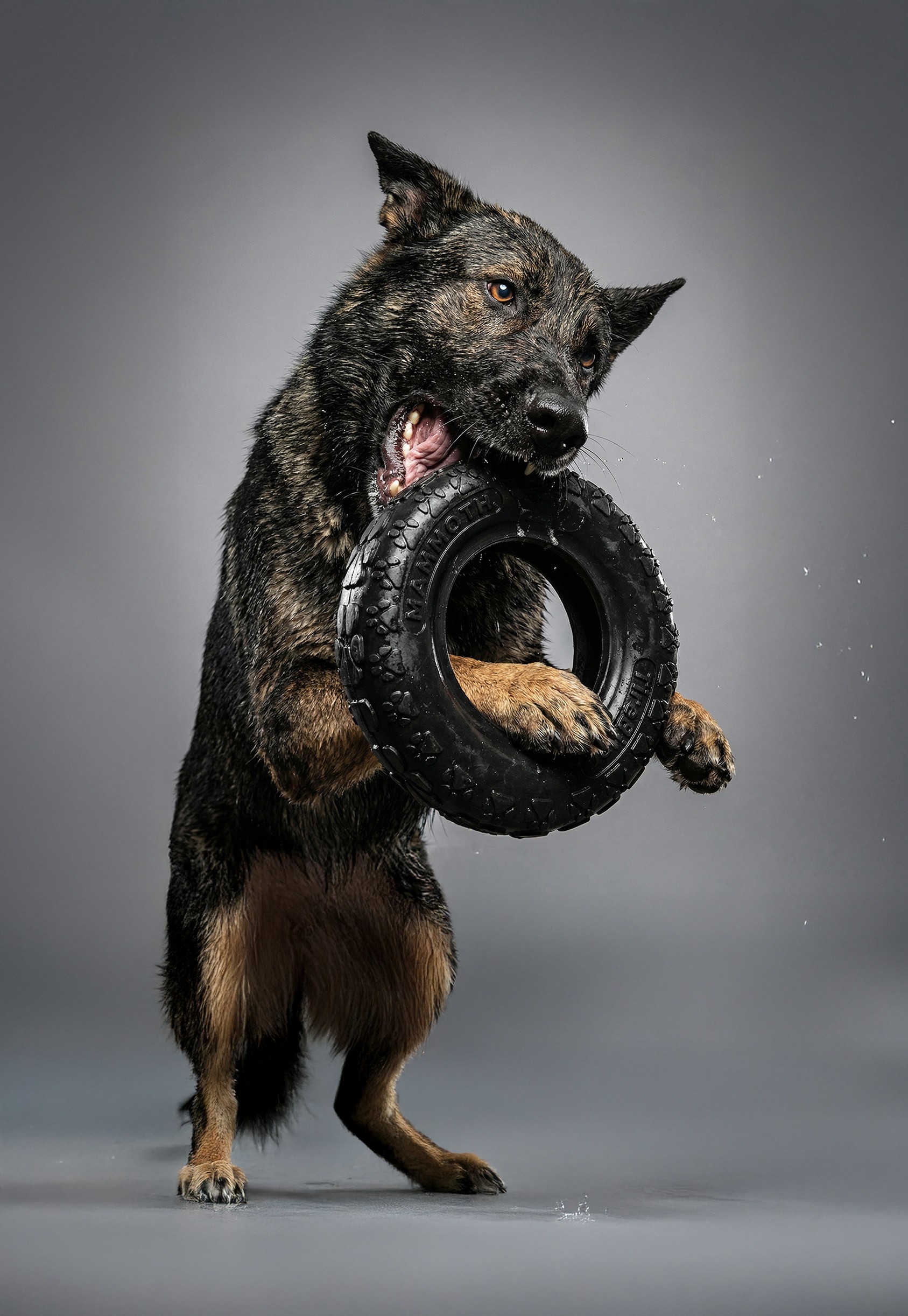 mammoth pet the original tire biter for dogs who play hard