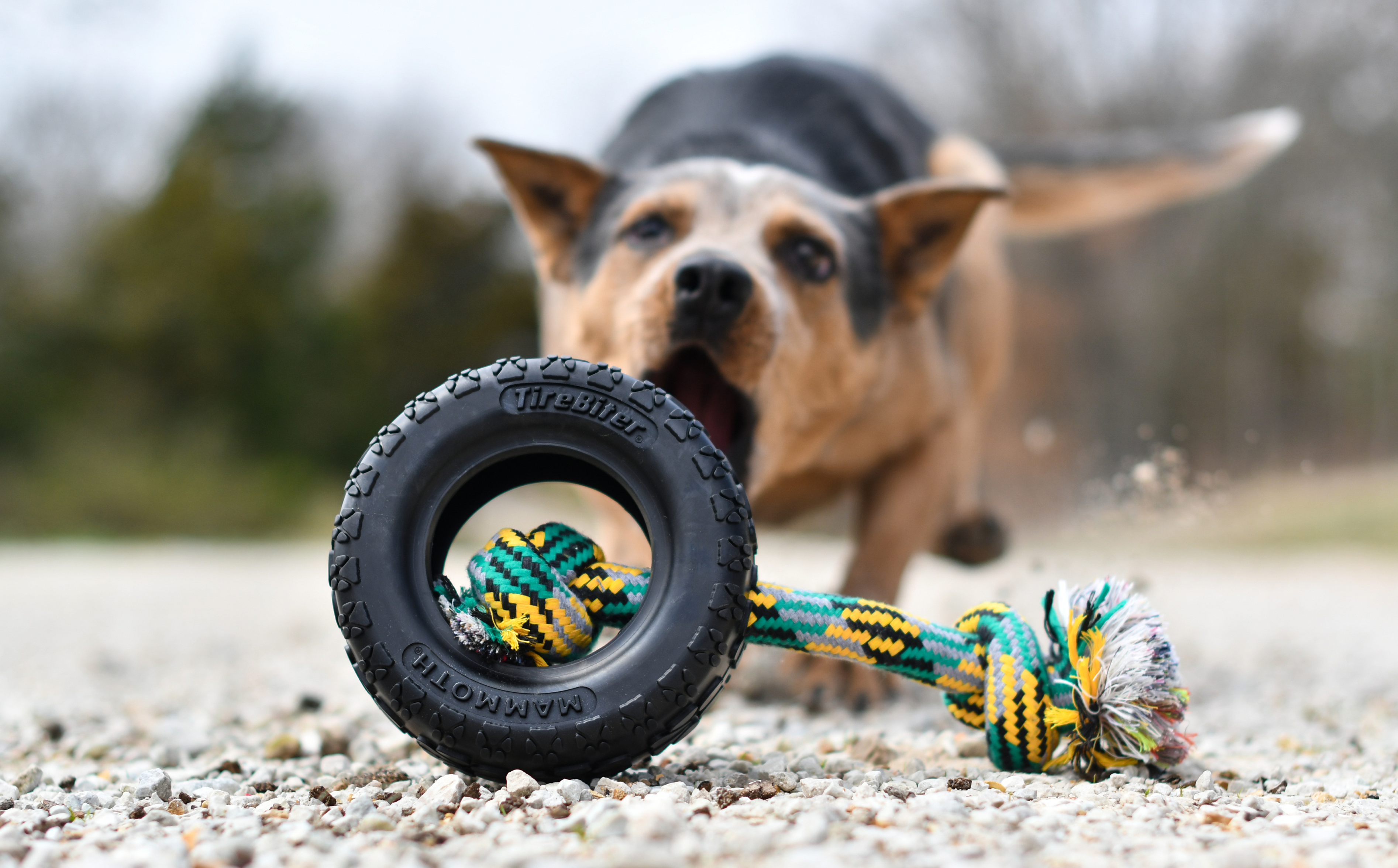 mammoth pet tire biter tug toy for dogs